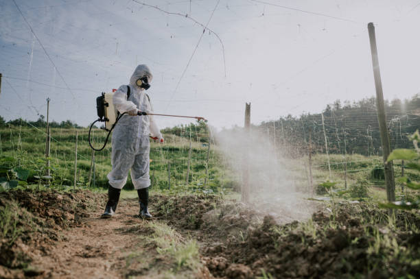 Best Best Pest Control Companies  in Safford, AZ