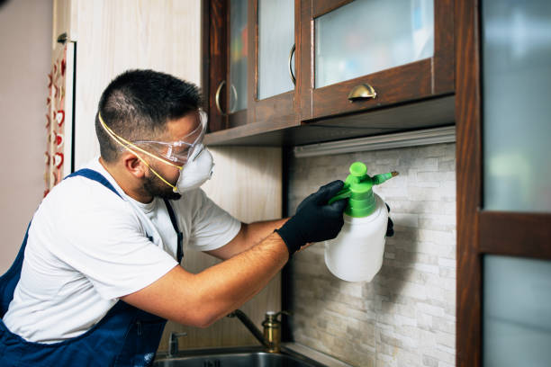 Best Local Pest Control Services  in Safford, AZ