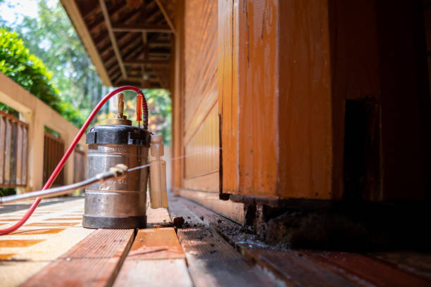 Best Insect Control  in Safford, AZ