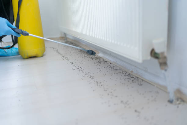 Best Pest Inspection Near Me  in Safford, AZ