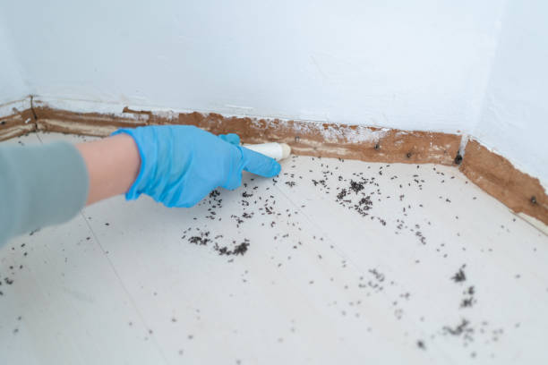 Best Emergency Pest Control  in Safford, AZ
