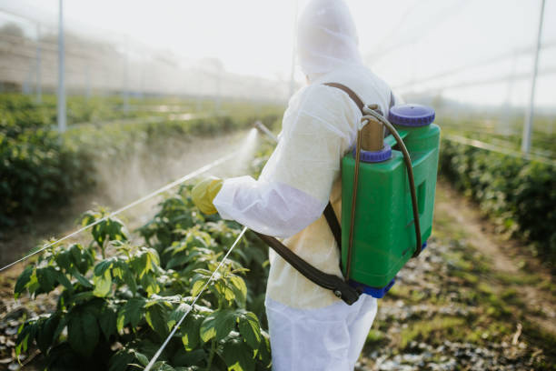 Best Pest Removal Services  in Safford, AZ